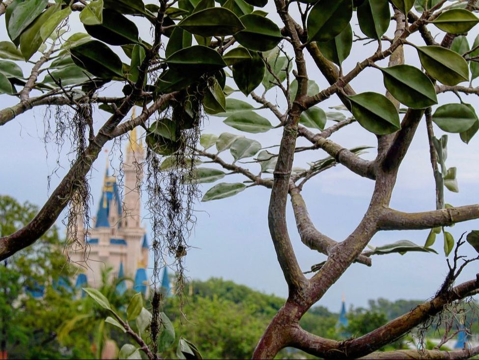 Princess castle at Disney